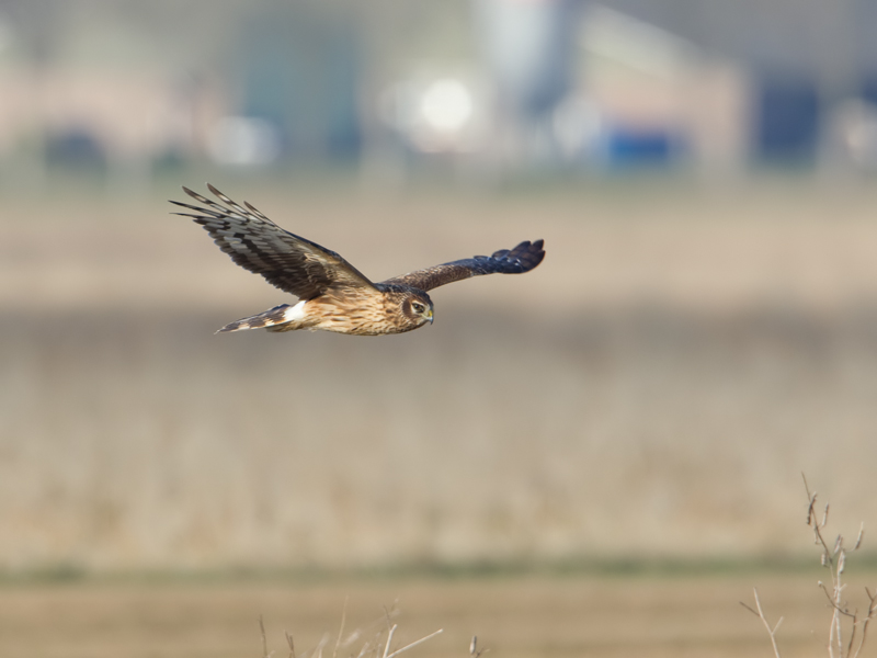 Circus cyaneus Blauwe Kiekendief Hen Harrier